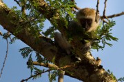 Vervet monkey : 2014 Uganda
